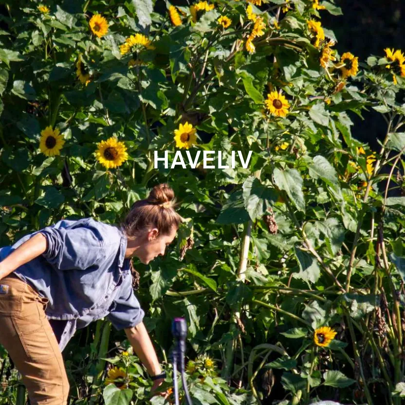 Kvinde foran flotte solsikkeblomster en sommerdag